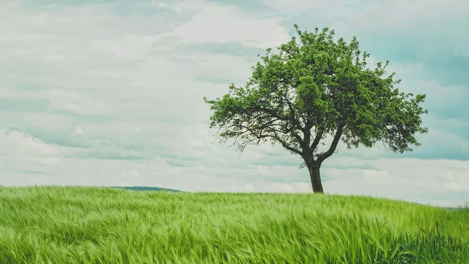 Изображение одинокостоящего дерева на ветру